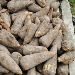 Igname et manioc