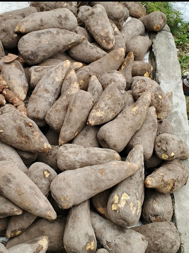 Igname et manioc