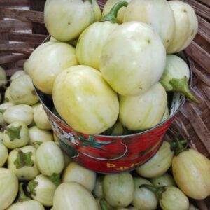 Aubergine