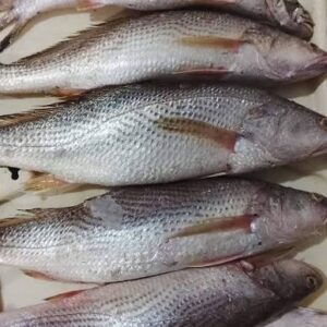 Poisson Frais