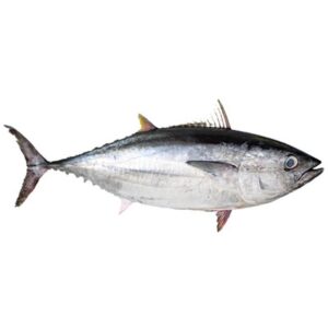 kit Poisson Thon